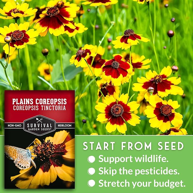 Survival Garden Seeds - Plains Coreopsis Seeds for Planting | Native Wildflower Coreopsis Tinctoria | Pollinator Support | Calliopsis - 1 Pack