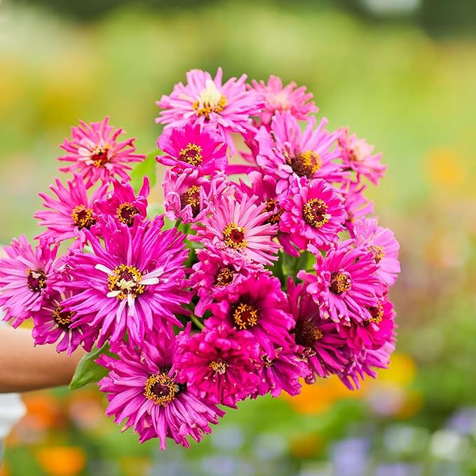 Eden Brothers Zinnia Seeds - Super Cactus Lilac Emperor, Non-GMO Seeds for Planting, 1 oz | Low-Maintenance Flower Seeds, Plant During Spring, Zones 3, 4, 5, 6, 7, 8, 9, 10