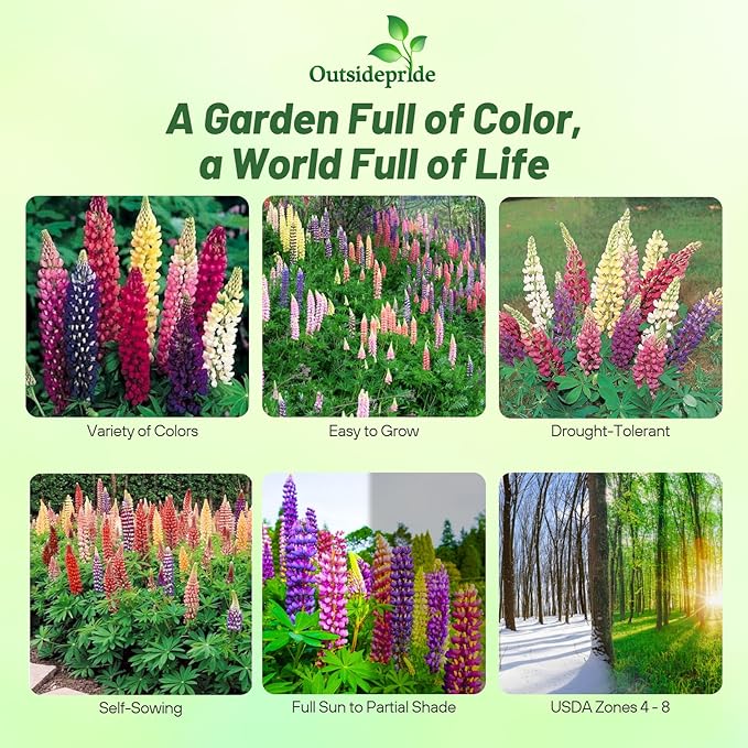 Outsidepride Mixed Russells Lupine Seeds - 500 Pcs Perennial, Self-Sowing, Cold Hardy & Frost Tolerant Wildflower Seeds for Fall Planting, Ideal for Attracting Pollinators & Hummingbirds