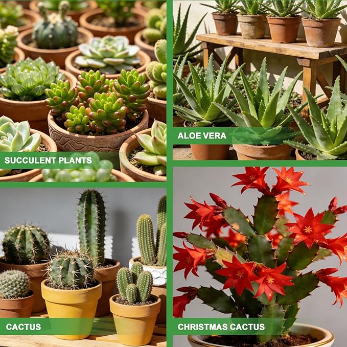 All-Natural Christmas Cactus Potting Soil Mix 1qt- Premium Well-Draining & Aerated ，Designed Specifically for Succulents and Cacti