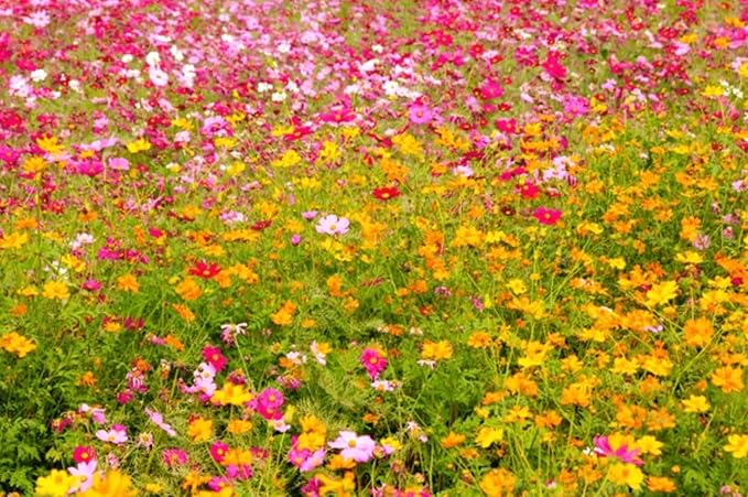 2000+ Cosmos Seeds – Easy to Grow Annual Flower Blend in Mixed Colors – Heirloom, Non-GMO, USA Grown – Throw and Grow Wild Flower Seeds for Garden and Landscaping