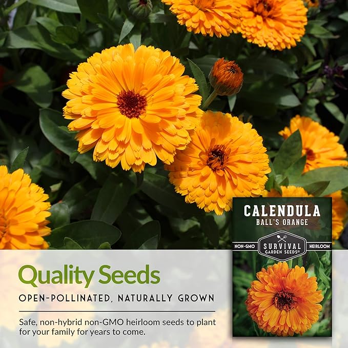 Ball’s Orange Calendula Seeds for Planting – Medicinal Herb & Edible Flower with Bright Orange Blooms – Heirloom Pot Marigold for Skin Care & Teas – Survival Garden Seeds (1 Pack)