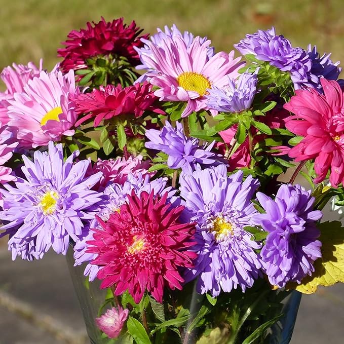 Chrysanthemum Flowers Seeds for Planting, 1000pcs Rare Perennial Tanacetum Chrysanthemum Morifolium Flower Seeds, Heirloom Non-GMO Home Garden Wildflower in Outdoors Indoors