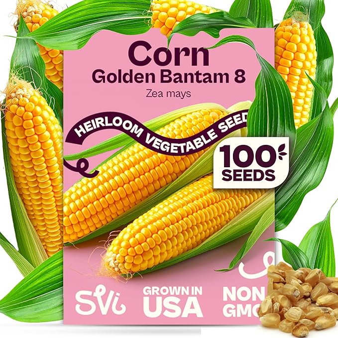 SVI 100 Golden 8 Bantam Corn Seeds (Zea mays) – Yellow Sweet Corn Seed Packets, Early Maturing Maiz – Non GMO Heirloom Vegetable Seeds for Outdoors, Vegetable Garden Rows