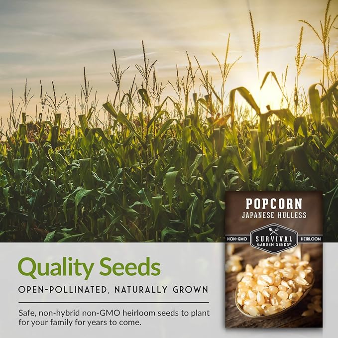 Survival Garden Seeds - Japanese Hulless Popcorn Seed for Planting - 5 Packets with Instructions to Plant & Grow Delicious Kernel Popcorn in Your Home Vegetable Garden - Non-GMO Heirloom Variety Seed
