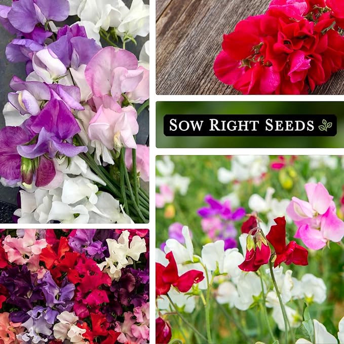 Sow Right Seeds - Mammoth Mix Sweet Pea Seeds for Planting - Beautiful Flowers to Plant in Your Garden - Non-GMO Heirloom Packet - Fragrant Colorful Blooms for Bouquets - Wonderful Gardening Gift (1)
