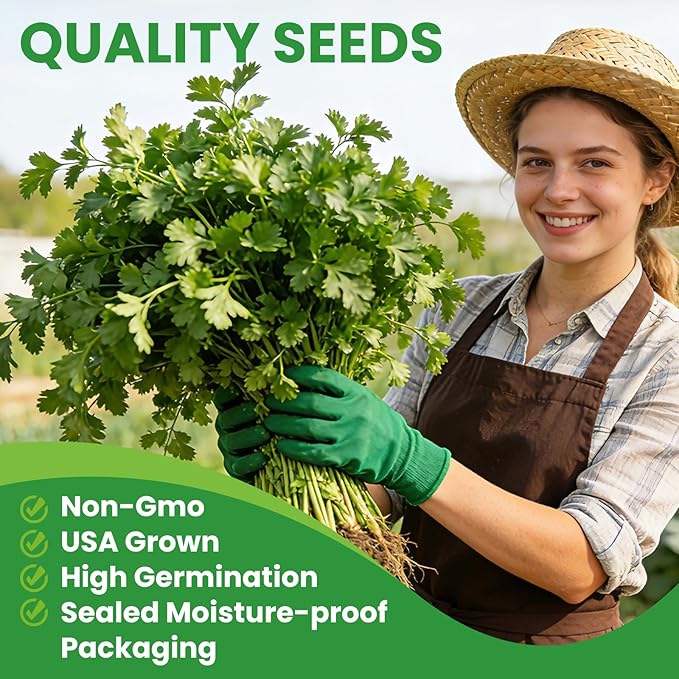 Non GMO 1200+ Cilantro Organic Seeds for Planting Indoors or Outdoors - Heirloom Coriander Seeds, Heirloom Seed for Planting Coriandrum Culinary Herb Seeds for Your Herb Garden(Cilantro Seeds)