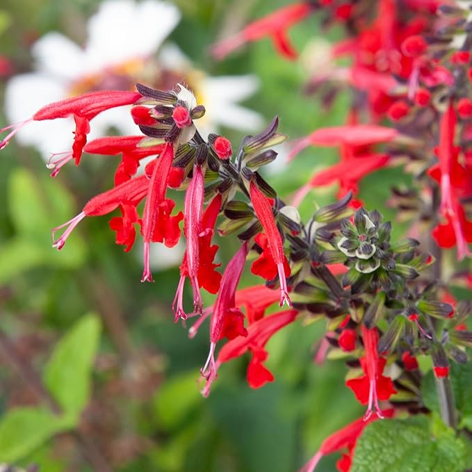 Seed Needs Salvia Seeds for Planting Scarlet Sage Flowers - Heirloom & Open Pollinated Perennial Wildflower Seed to Plant an Outdoor Butterfly Garden to Attract Pollinators (10 Packs)