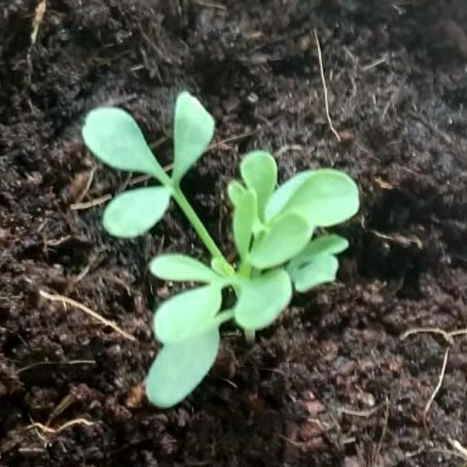 Seed Needs Rue Seeds for Planting - Non-GMO Heirloom & Untreated Perennial Herb Seed to Plant a Home Grown Medicinal Garden Indoors or Outdoors (2 Packs)