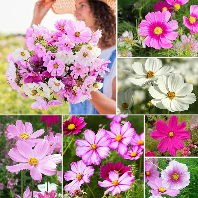 10 Varieties Cosmos Seeds,1 Ounce Over 5000+ Crazy Blend Cosmos Wildflower Seeds -Sensation Mix, Candystripe, Gloria and Sulphur, Non-GMO | Heirloom | Open Pollinated