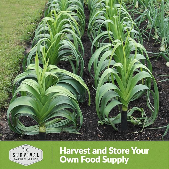 Survival Garden Seeds Giant Leek Seed for Planting - 1 Packet with Instructions to Plant and Grow Enormous Leeks in Your Home Vegetable Garden - Non-GMO Heirloom