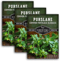 Purslane Seeds for Planting - Edible Green Portulaca Oleracea Verdolagas Heirloom Non-GMO Vegetable Seed for Home Garden - Survival Garden Seeds (3 Packs)