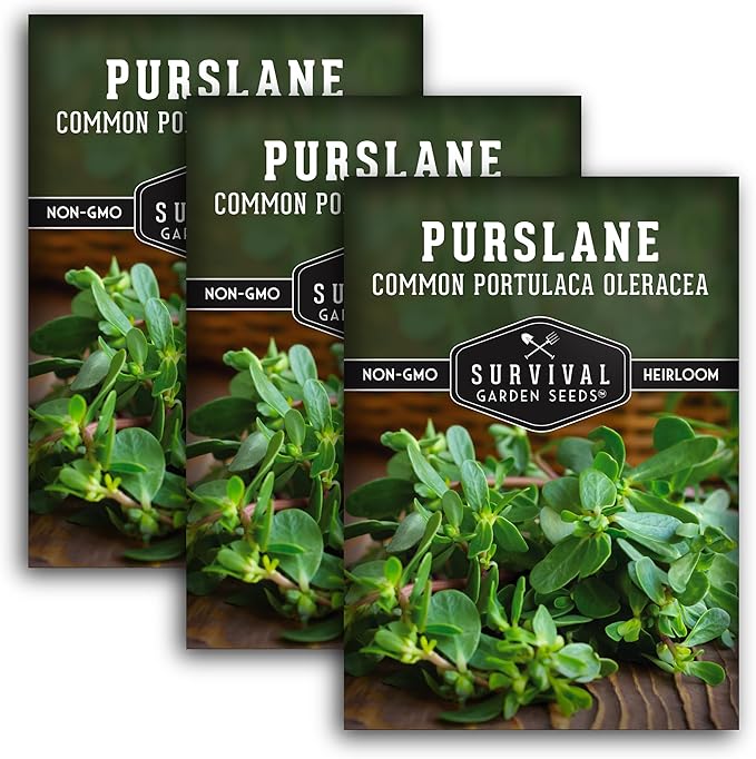 Purslane Seeds for Planting - Edible Green Portulaca Oleracea Verdolagas Heirloom Non-GMO Vegetable Seed for Home Garden - Survival Garden Seeds (3 Packs)