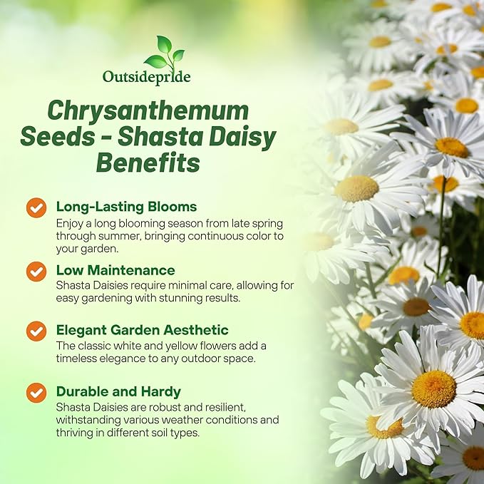 Outsidepride Shasta Daisy Chrysanthemum Seeds - 5000 Pcs. Perennial Deer Proof, Drought Tolerant, Wildflower Seeds for Pollinator Gardens, Cut Flowers & Water-Efficient, Low Maintenance Landscaping