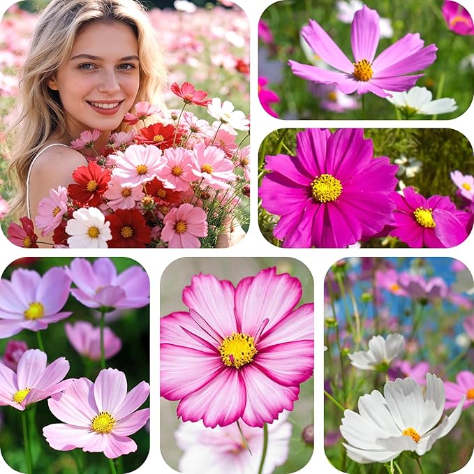 Cosmos Seeds Mix, 1 Ounce Over 5000+ Crazy Blend Cosmo Flowers Seed for Planting, Open Pollinated, Non-GMO, Heirloom Crazy Cosmos Seeds for 2026