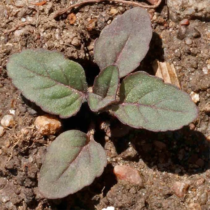 Seed Needs Lemon Mint Seeds for Planting Monarda citriodora Herbs - Grow a Non-GMO Heirloom & Untreated Medicinal Herb Garden Indoors or Outdoors - Popular in Herbal Tea (1 Pack)