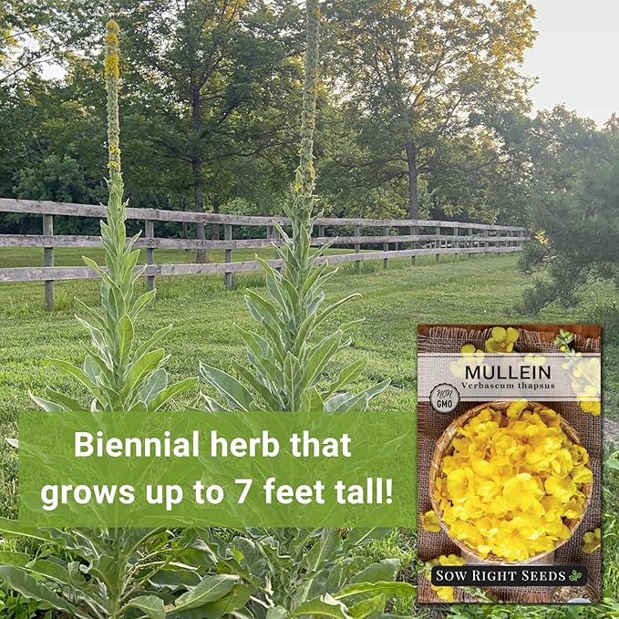 Sow Right Seeds - Mullein Seeds for Planting - Non-GMO Heirloom Variety - Ideal for Gardens, Landscaping, Medicinal Herbs - Easy to Grow - Indoor or Outdoor Growing - Herb Garden (1)