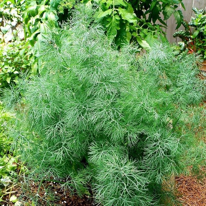 Seeds Dill Bush Type Heirloom Vegetable for Planting Non GMO