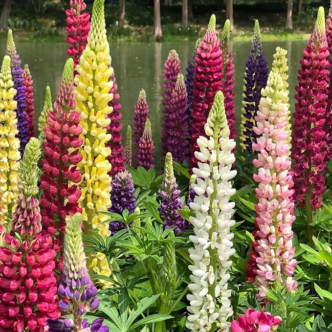 100 Lupine Flower Seeds – Colorful Perennial Blooms for Borders and Pollinator Gardens, Non-GMO and Easy to Grow