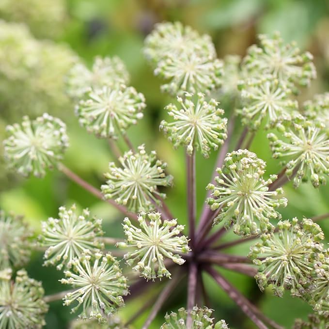 Seed Needs Angelica Seeds for Planting Angelica archangelica - Non-GMO Heirloom & Untreated Medicinal Herbs to Grow an Indoor or Outdoor Home Grown Garden (5 Packs)