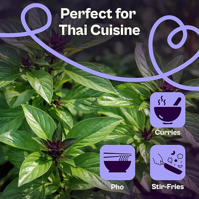 SVI 600 Sweet Thai Basil Seeds (Ocimum basilicum) – Basil Seed Packets Aromatic, Heat-Tolerant – Non GMO Heirloom Herb Seeds for Containers, Outdoor & Indoor Herb Garden