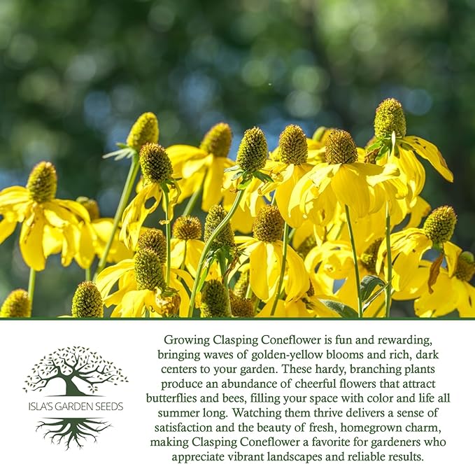 Clasping Coneflower Seeds (Dracopis amplexicaulis) – 1000+ Non-GMO & Heirloom Yellow Flower Seeds for Planting, by Isla’s Garden Seeds, Hardy Native Wildflower, Attracts Pollinators, Gift Idea