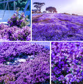 20000+ Creeping Thyme Seeds for Planting Outdoor-Ground Cover Plants Thymus Serpyllum Magic Carpet Plant in Your Home Garden Flowers Non-GMO Heirloom