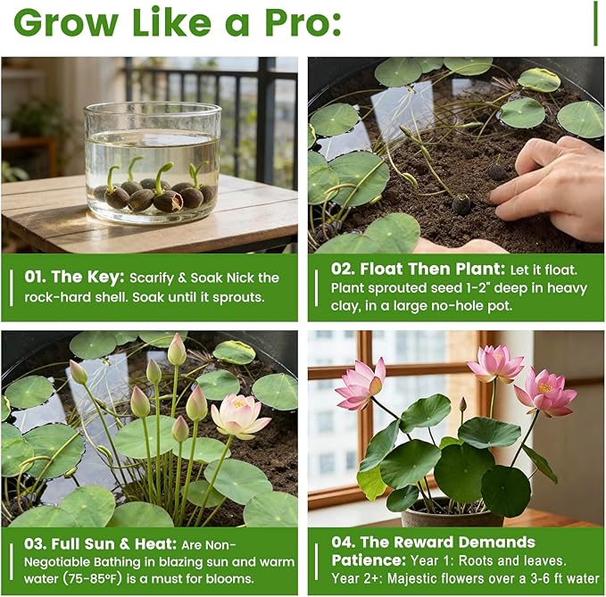 30 PCS Lotus Seeds for Planting in Water - Mixed Color Bowl Lotus Seeds, Aquatic Plant Water Lily Seeds for Indoor Bonsai, Outdoor Ponds & Garden