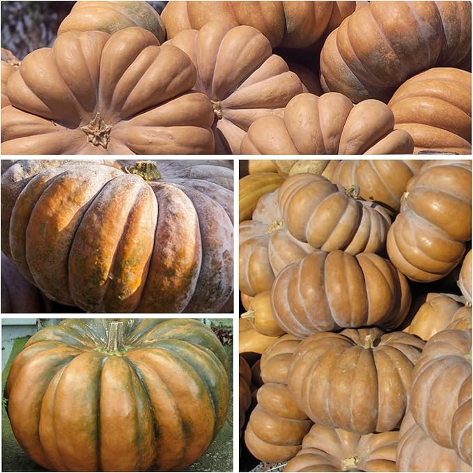 Seed Needs Fairytale Pumpkin Seeds for Planting | Non-GMO Heirloom & Untreated | Bulk French Pumpkins Seed to Plant an Outdoor Home Grown Pumpkin Patch