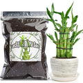 Doter Premium Lucky Bamboo Soil Mix 10qt, Indoor Plants Potting Mix for All Potted Luncky Bamboo, Promote Healthy Growth and Longevity