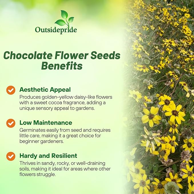 Outsidepride Chocolate Flower Scented Daisy Seeds for Planting – 100 Pcs. Perennial Wildflower Seeds, Low Maintenance, Highly Adaptable, Fragrant Flowers for Gardens