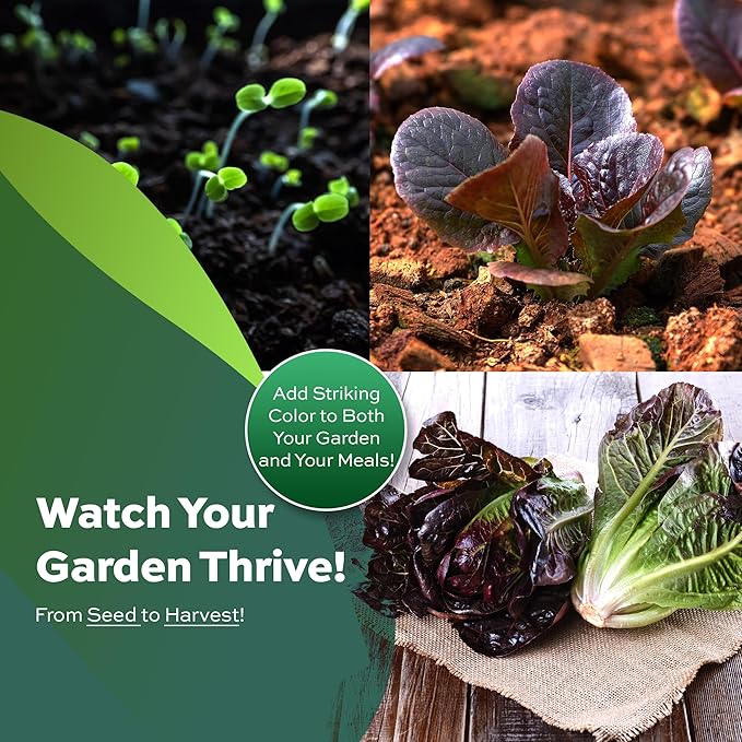 1000 Red Romaine Lettuce Seeds - Heirloom, Non-GMO, USA Grown, Premium Lettuce Seeds in Premium Packaging - by RDR Seeds
