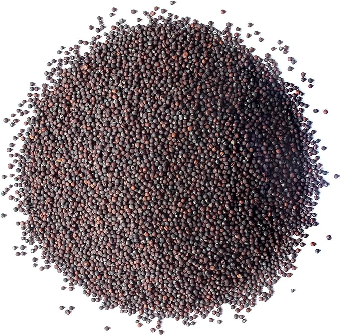 Food to Live Broccoli Seeds for Sprouting, 2 Pounds – Vegan, Kosher, Sirtfood, Bulk. Rich in Sulforaphane, Vitamin C, Vitamin A. Great for Growing Sprouts, Microgreens. High Germination Rate