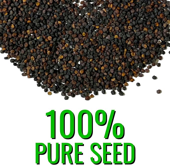 Seed Needs White Baby's Breath Seeds for Planting - Heirloom & Open Pollinated Annual Flowers - Perfect for a Butterfly Garden, Bouquets & Floral Arrangements (XL Packs)