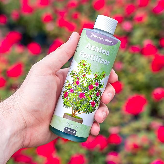 Liquid Azalea Fertilizer by Perfect Plants | Best Plant Food to Enhance Blooms, Brighten Colors, & Improve Soil Content for All Azaleas & Rhododendron | Instantly Release Nutrients to the Shrub
