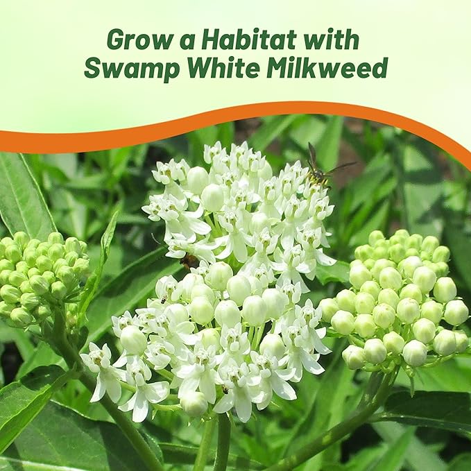 Outsidepride White Swamp Milkweed Seeds - 500 Pcs Perennial, Heat & Humid Tolerant, Pollinator-Friendly Wildflower Seeds, Ideal for Monarch Butterflies, Cut Flowers, Borders, or Meadows