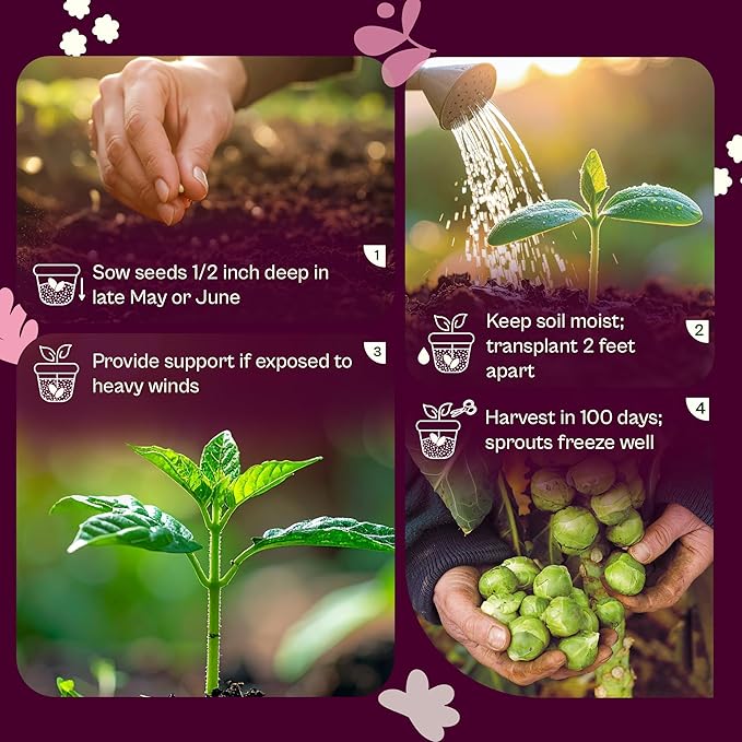 SVI 850 Long Island Brussels Sprouts Seeds (Brassica Oleracea) – Brussel Sprouts Seed Packets, Heirloom Brussel Sprout – Cold Hardy Vegetable Seeds Home Garden, Outdoor Beds, Containers