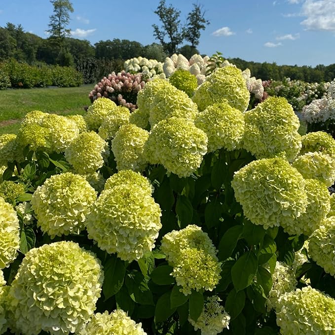 250+ Mixed Panicle Hydrangea Seeds for Planting Flowers Bush Plants Non-GMO Heirloom Seeds Perennial Flower Plant Wedding Outdoor Garden