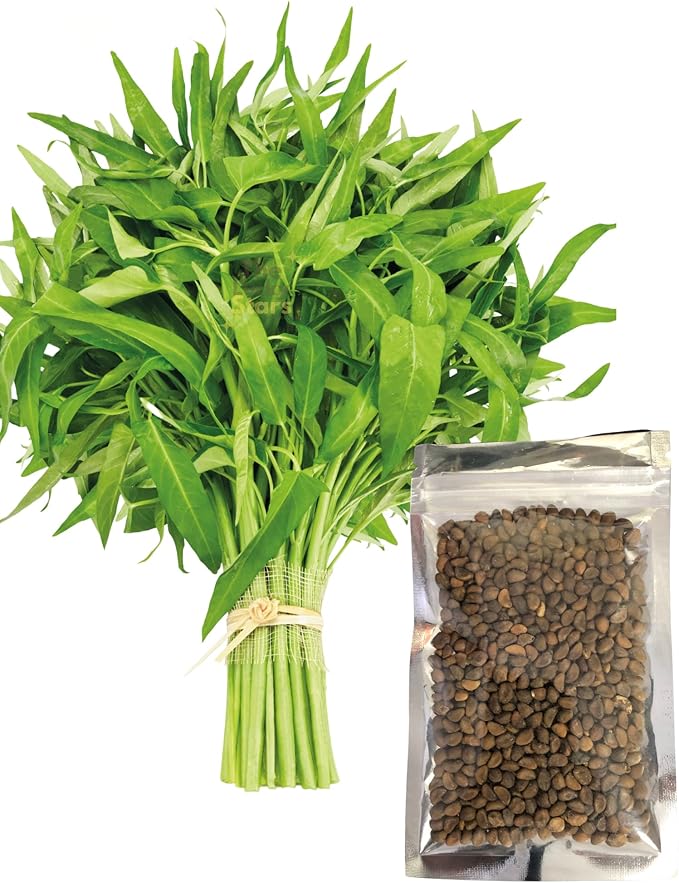 500+ Kangkong Seeds - Rau Muong- Kong Xin CAI- Ong Choy Seeds for Planting- Vegetable Seeds for Yard & Garden Made in USA | Non-GMO | Heirloom | Organic | 95% Germination Rate