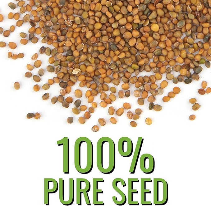 Seed Needs Arugula Seeds for Planting Roquette/Rocket - Non-GMO Heirloom & Untreated - Grow an Outdoor Herb/Vegetable Garden for Home Grown Produce (2 Packs)