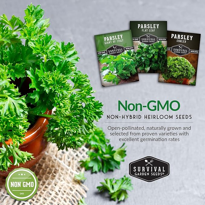 Parsley Seed Collection – 3 Varieties: Italian Giant, Curly, Flat Leaf Parsley Seeds for Planting Indoors or Outdoors – Non-GMO Heirloom Open-Pollinated Herbs – Survival Garden Seeds
