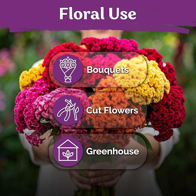 KVITER 150 Chief Mix Cockscomb Seeds (Celosia argentea) – Celosia Seeds for Planting Flowers Vibrant Blooms, Annual Cut Flower Seed Mix – Heat Tolerant Flower Garden Containers, Flowers Beds Outdoors