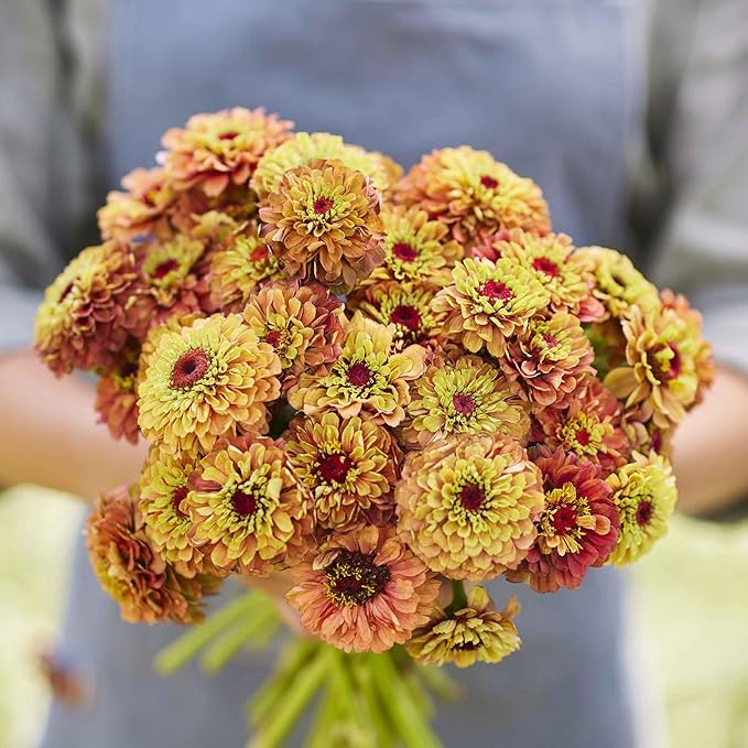 Eden Brothers Zinnia Seeds - Queen Lime Orange, Non-GMO Seeds for Planting, Packet | Low-Maintenance Flower Seeds, Plant During Spring, Zones 2, 3, 4, 5, 6, 7, 8, 9, 10