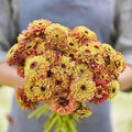Eden Brothers Zinnia Seeds - Queen Lime Orange, Non-GMO Seeds for Planting, Packet | Low-Maintenance Flower Seeds, Plant During Spring, Zones 2, 3, 4, 5, 6, 7, 8, 9, 10