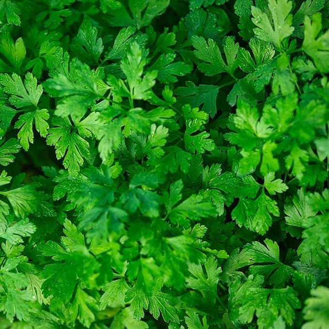 The Old Farmer's Almanac Heirloom Parsley Seeds (Dark Green Italian Flat Leaf) - Approx 1500 Seeds - Non-GMO, Open Pollinated, USA Origin