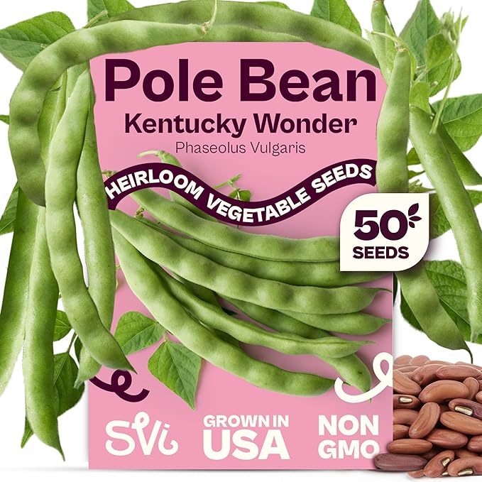 SVI 50 Kentucky Wonder Bush Bean Seeds (Phaseolus vulgaris) – Green Beans Seed Packets, Pole Beans – Heirloom Vegetable Seeds for Outdoor, Vegetable Garden, Containers