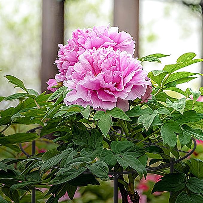 3 Pcs 31.5"H x 12.6"D Peony Cages and Supports, Large Grow Through Plant Support Cage for Outdoor Plants, 7mm Heavy Duty Metal Peony Support Grid Stake Garden Plant Rings Hoops for Large Peonies Roses