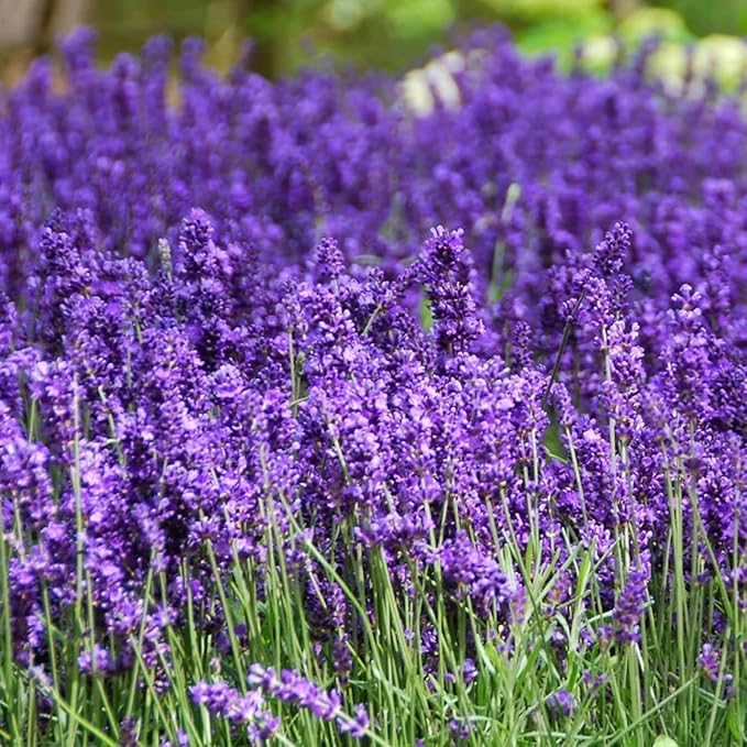 Lavender Seeds for Planting, English Lavender Seeds Indoor & Outdoor, 7000+ Heirloom Seeds, High Germination, Easy to Grow, Fragrant Flowers, Culinary & Crafts (0.7 oz)