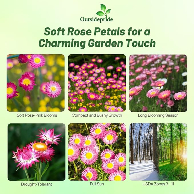 Outsidepride Paper Daisy Rose Helipterum Seeds - 2000 Pcs. Annual Low Maintenance & Pollinator-Friendly, Flower Seeds for Planting Vibrant Blooms for Gardens, Borders & Cut Flowers