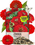 Seed Needs Zinnia Seeds Scarlet Flame Variety California Giant | 5,000+ Heirloom & Open Pollinated Seeds | Annual Cut Flowers Large Blooming | Bulk